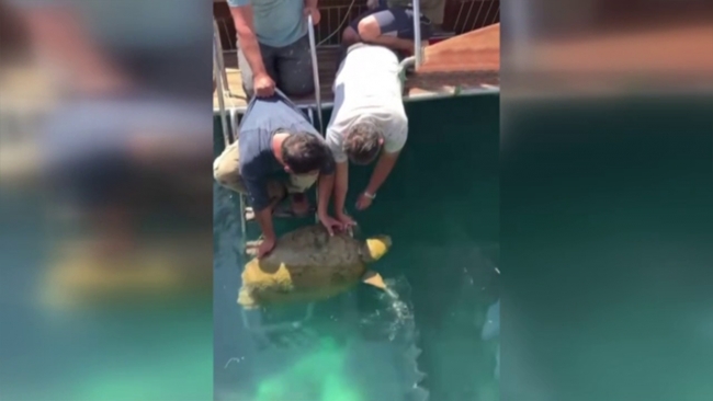 Deniz kaplumbağasının imdadına hayvanseverler yetişti